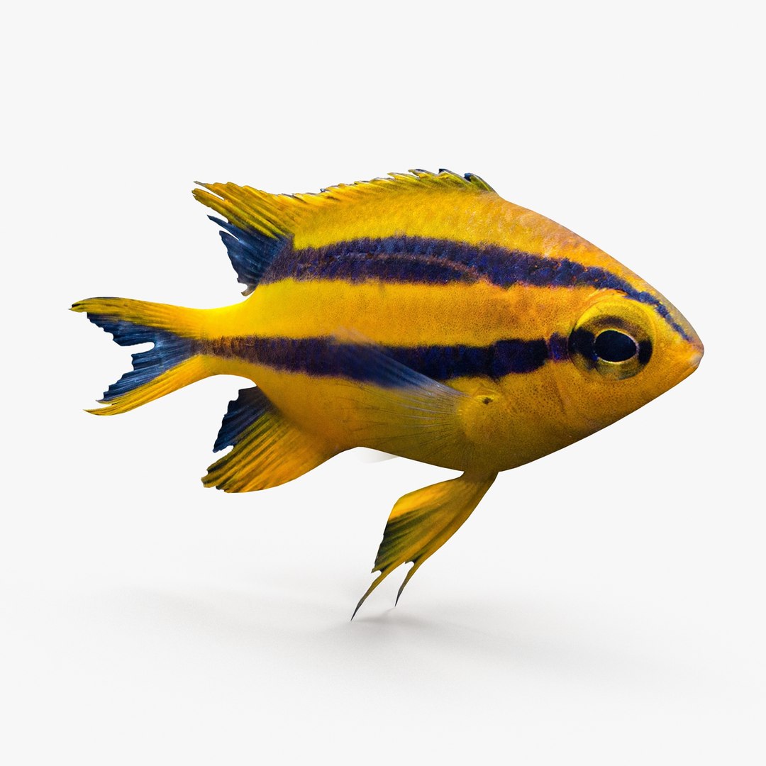 3d blackmouth bicolor chromis model https://p.turbosquid.com/ts-thumb/3Z/2nF2bO/2t7ihs6q/bicolorchromis_r0002/jpg/1472771306/1920x1080/fit_q87/35f7e879db060d0ce59fa3d8db07353648eb99ae/bicolorchromis_r0002.jpg