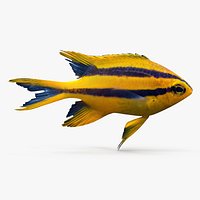 Blackmouth Bicolor Chromis