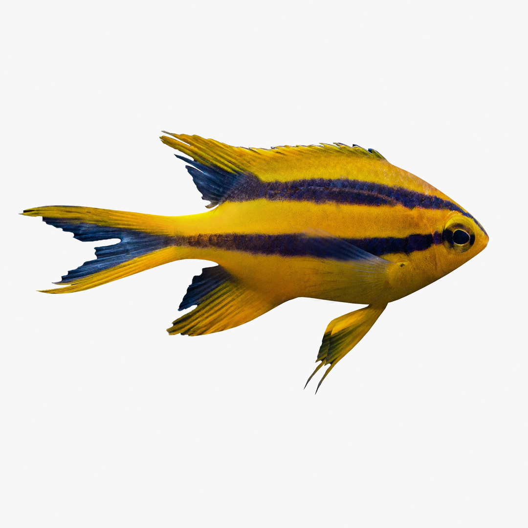 3d blackmouth bicolor chromis model https://p.turbosquid.com/ts-thumb/3Z/2nF2bO/Ri8kYi5b/bicolorchromistt/jpg/1472771310/1920x1080/turn_fit_q99/cdf73da0822e7b6b440b60bebf57e17c5a1614d4/bicolorchromistt-1.jpg