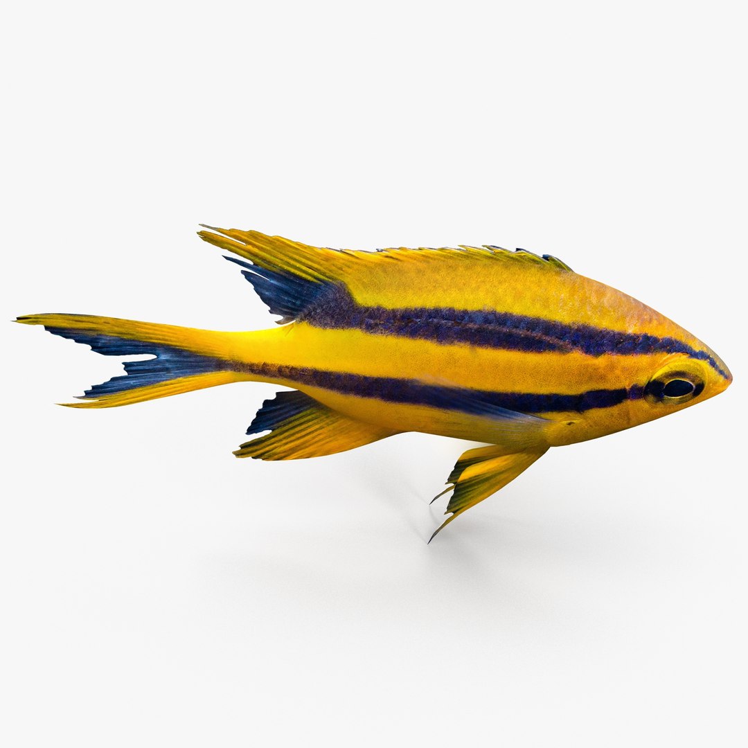 3d blackmouth bicolor chromis model https://p.turbosquid.com/ts-thumb/3Z/2nF2bO/fatYsoi4/bicolorchromis_r0004/jpg/1472771306/1920x1080/fit_q87/c408c0fdad41e6f481ae23162f5cf8b52106e7e9/bicolorchromis_r0004.jpg