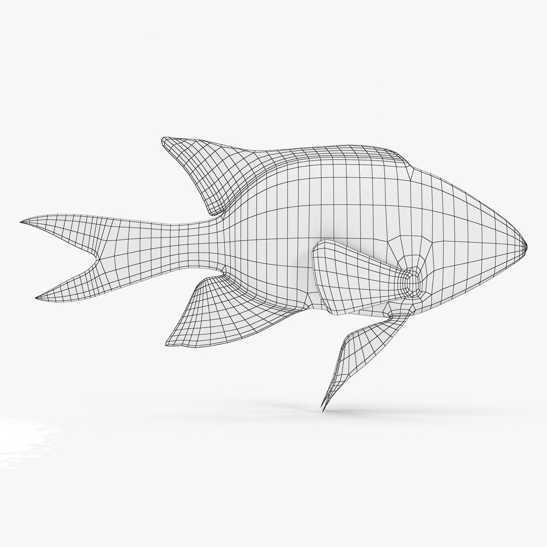 3d blackmouth bicolor chromis model https://p.turbosquid.com/ts-thumb/3Z/2nF2bO/hW26a8sU/bicolorchromis_r1w/jpg/1472771306/1920x1080/fit_q87/cc3ac259a71430c161c64b9de0bd4fdf3706662c/bicolorchromis_r1w.jpg