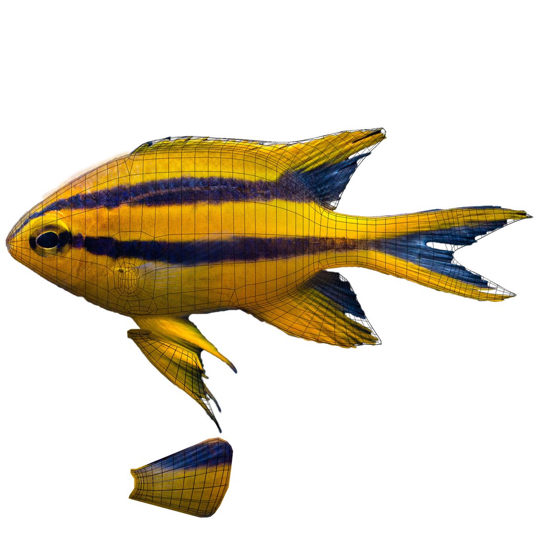 3d blackmouth bicolor chromis model https://p.turbosquid.com/ts-thumb/3Z/2nF2bO/hXDRhsHo/bicolorchromis_uv/jpg/1472771585/1920x1080/fit_q87/946452ae144ecb94d05fd7fe3dbacead2c300b3b/bicolorchromis_uv.jpg