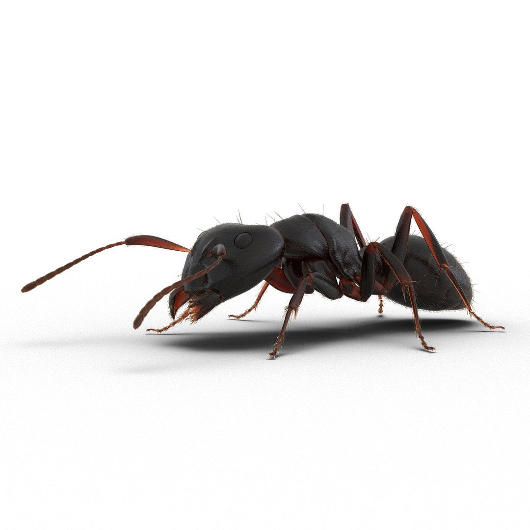 Black Ant with Fur Pose 3 3D Model 3D model preview