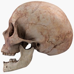 real skull 3D model