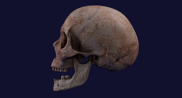 véritable anatomie du crâne humain