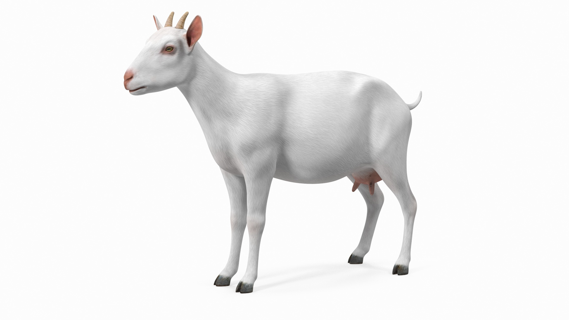 Goat Saanen Breed Rigged for Cinema 4D 3D https://p.turbosquid.com/ts-thumb/3Z/FSTwH9/Br/goat_saanen_breed_rigged_for_cinema_4d_360/jpg/1672288589/1920x1080/turn_fit_q99/92b3e7e7e3f85d256611584756c78b78927b48bf/goat_saanen_breed_rigged_for_cinema_4d_360-1.jpg