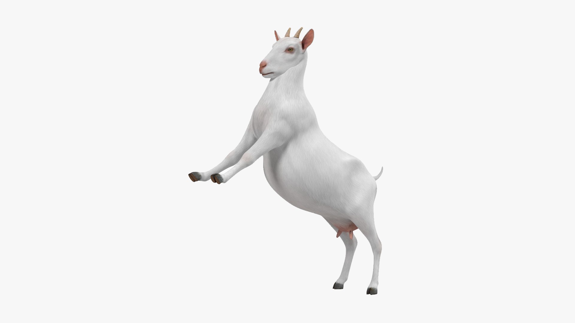 Goat Saanen Breed Rigged for Cinema 4D 3D https://p.turbosquid.com/ts-thumb/3Z/FSTwH9/qd/sem_goat_saanen_breed_rigged_for_cinema_4d_002/jpg/1676478947/1920x1080/fit_q87/8862f9f9989682b0f721894d1f65b0312c699821/sem_goat_saanen_breed_rigged_for_cinema_4d_002.jpg