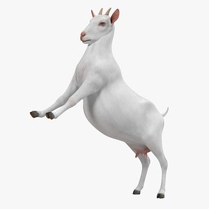 Goat Saanen Breed Rigged for Cinema 4D