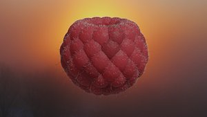 3D raspberry model