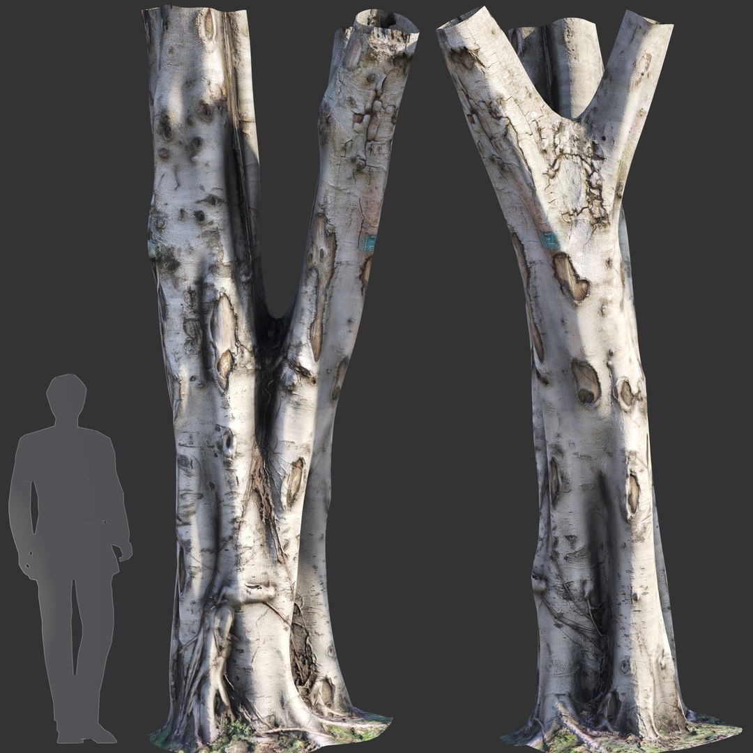 Ficus Tree Trunk 09 3D Model - TurboSquid 2105959