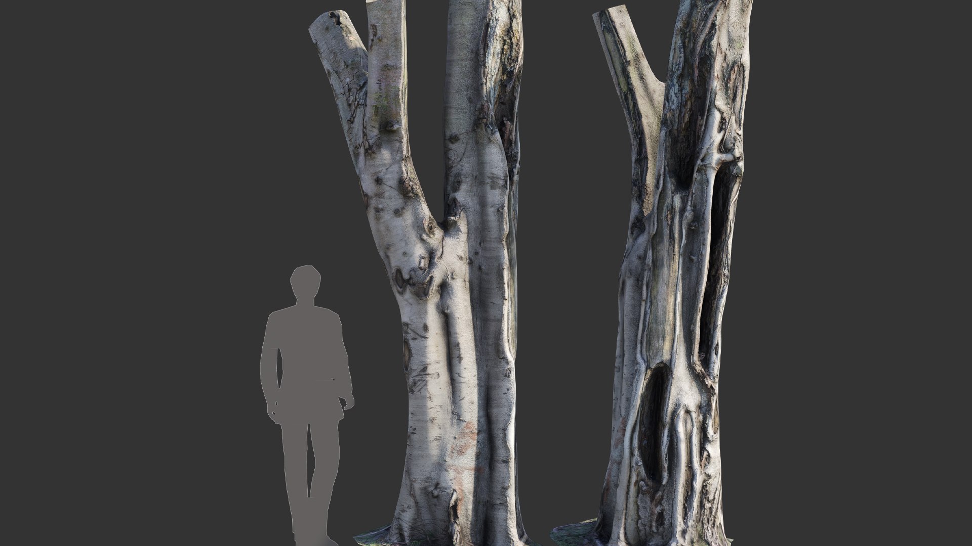 Ficus Tree Trunk 09 3D Model - TurboSquid 2105959