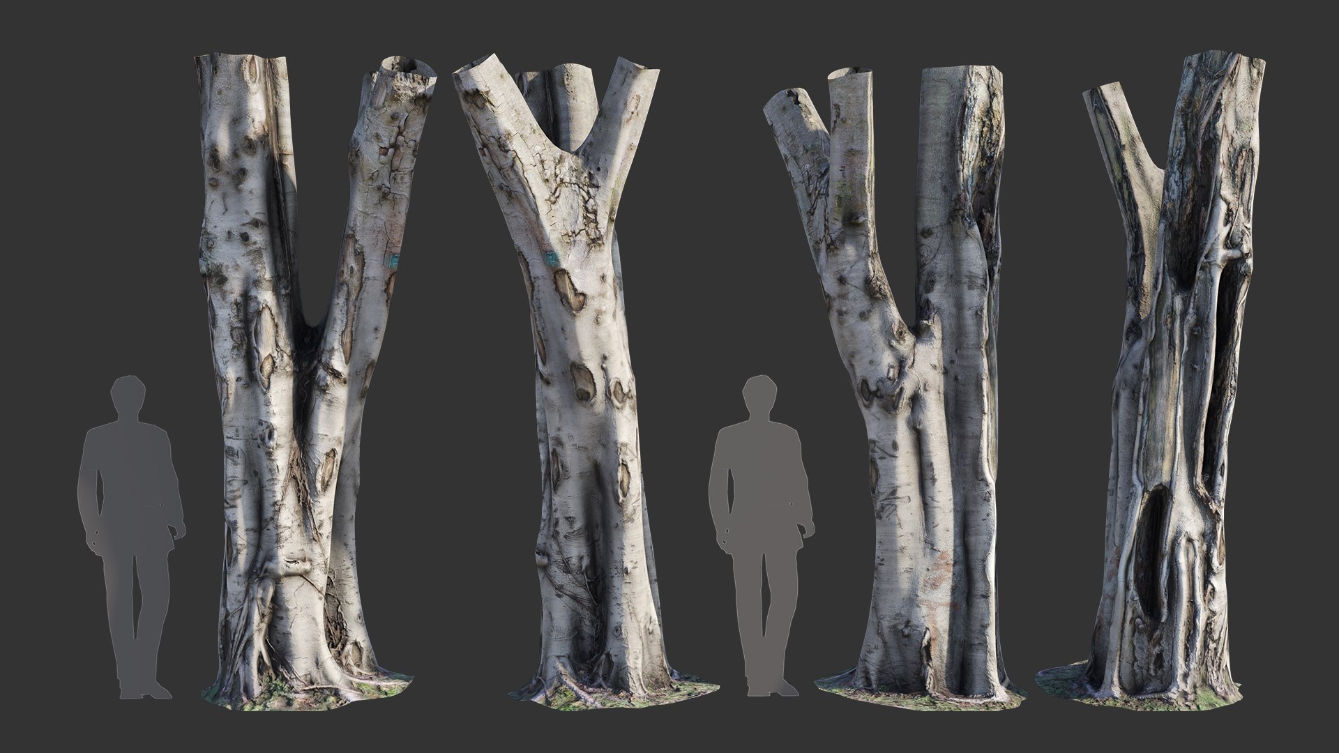 Ficus Tree Trunk 09 3D Model - TurboSquid 2105959