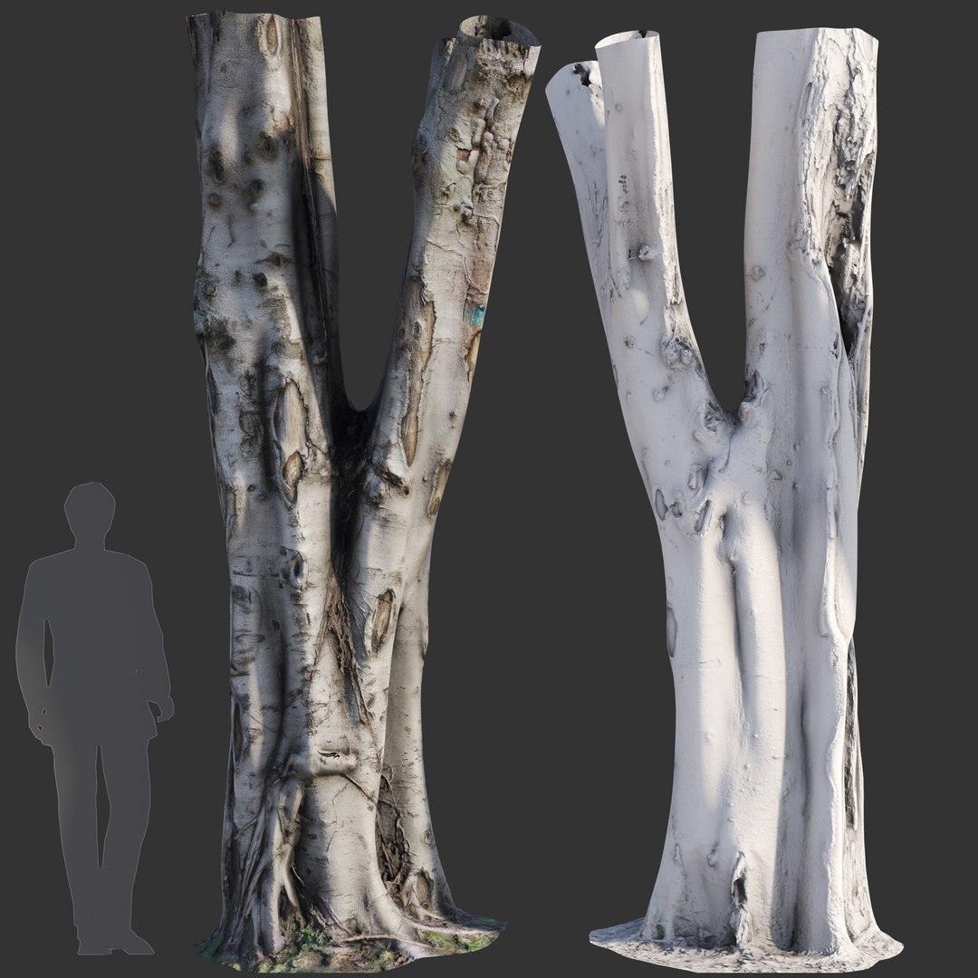 Ficus Tree Trunk 09 3D Model - TurboSquid 2105959