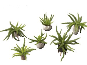 3D Asparagus densiflorus - asparagus fern 02
