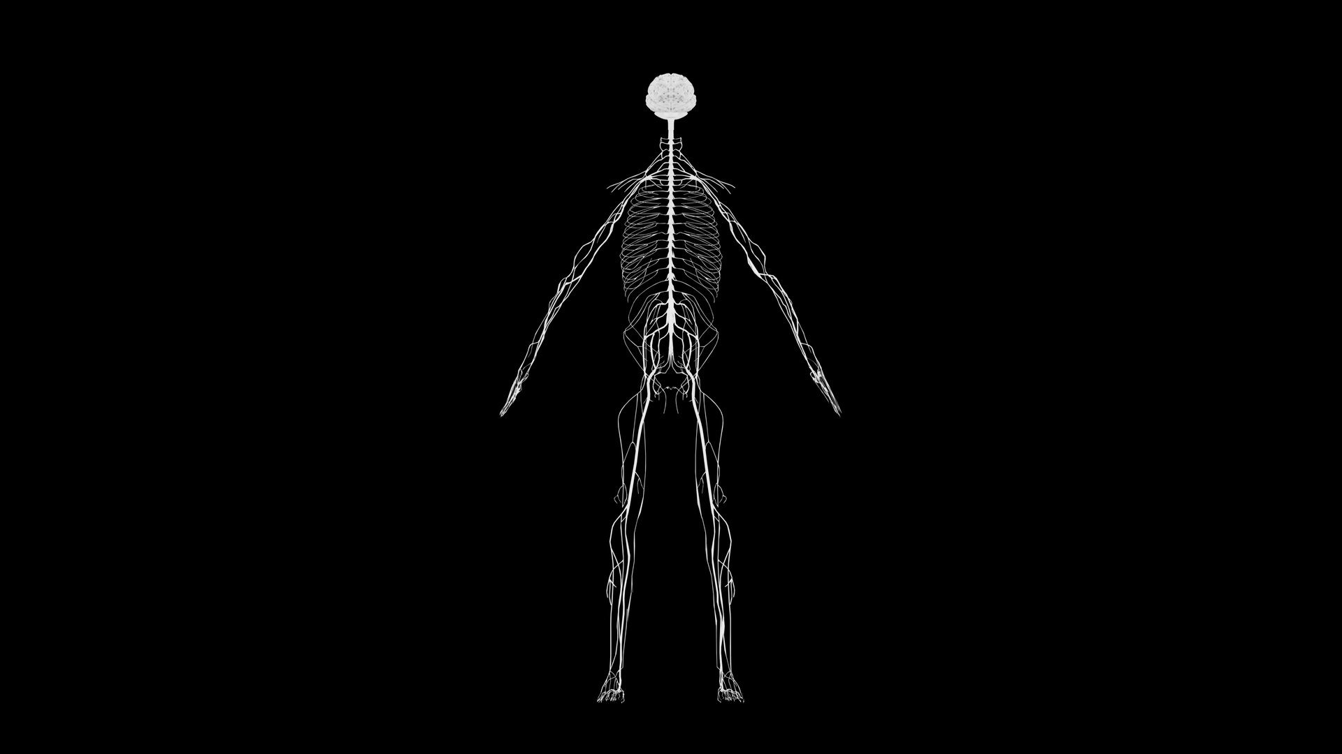 Nervous system 3D Model - Realistic Human Nervous system Anatomy 3ds Max 3D model https://p.turbosquid.com/ts-thumb/3Z/NYov8q/An/9_1/png/1732097143/1920x1080/fit_q87/43e5ab16f2ced32a0f9e8b7eb7a257c5ddca0e28/9_1.jpg