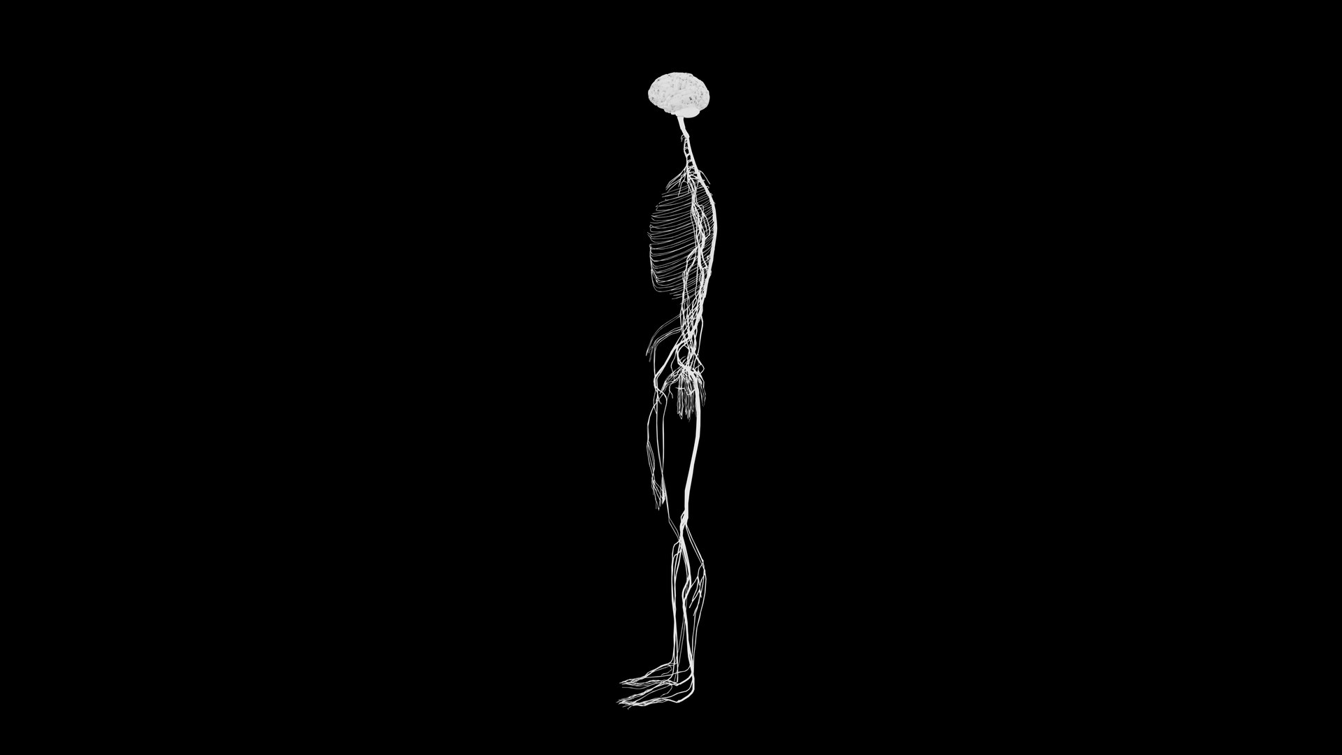 Nervous system 3D Model - Realistic Human Nervous system Anatomy 3ds Max 3D model https://p.turbosquid.com/ts-thumb/3Z/NYov8q/CX/12_1/png/1732097151/1920x1080/fit_q87/a7472736c6fc63fddad1c77aa0ea9774439288da/12_1.jpg