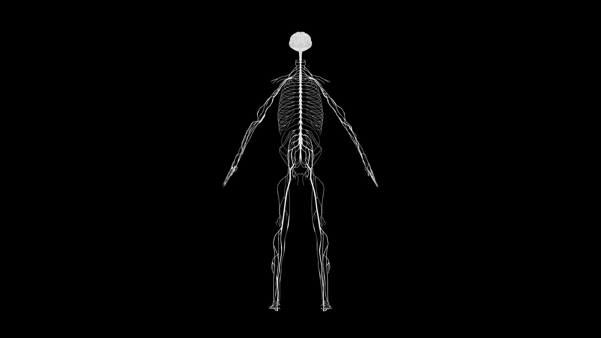 Nervous system 3D Model - Realistic Human Nervous system Anatomy 3ds Max 3D model https://p.turbosquid.com/ts-thumb/3Z/NYov8q/N4/10_1/png/1732097141/1920x1080/fit_q87/e9eca9c60d1fb43807cc0be5e4943026f7c226e2/10_1.jpg