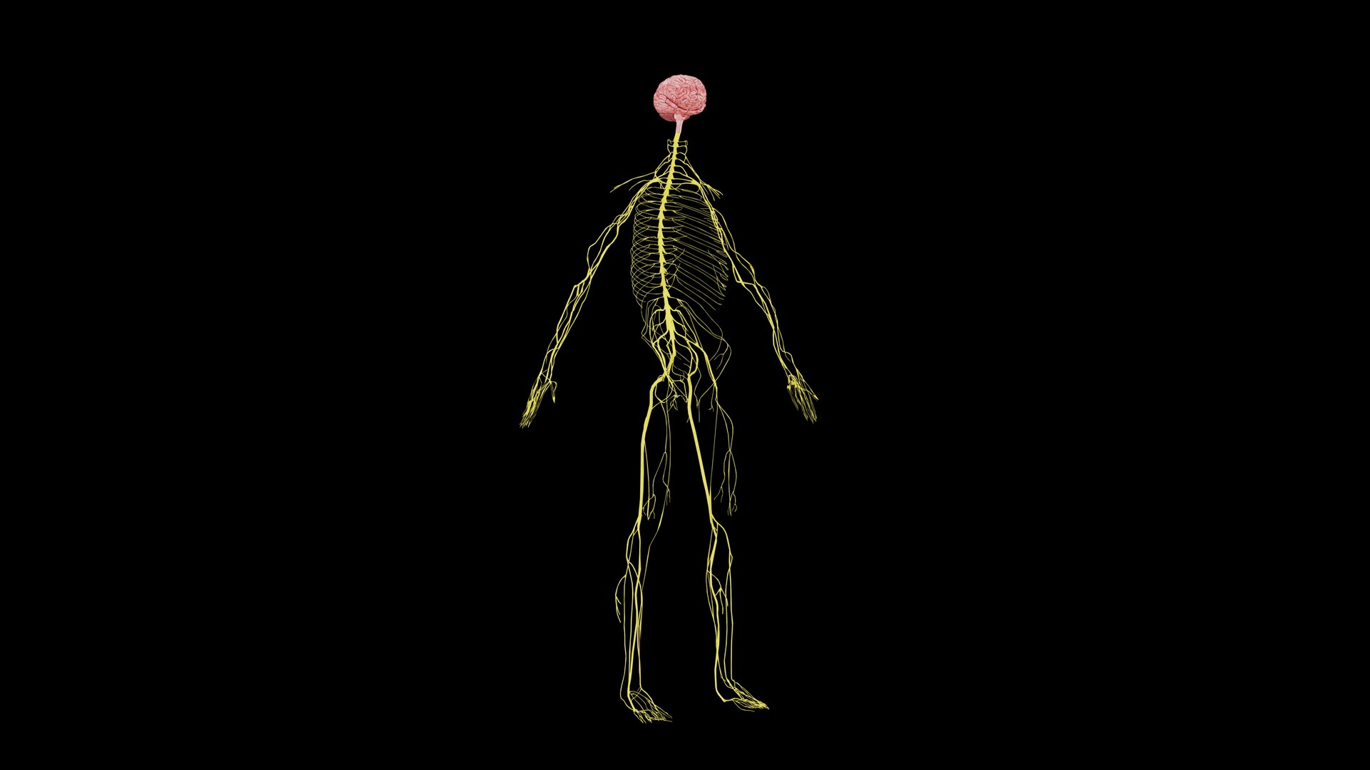 Nervous system 3D Model - Realistic Human Nervous system Anatomy 3ds Max 3D model https://p.turbosquid.com/ts-thumb/3Z/NYov8q/bo/5_1/png/1732097139/1920x1080/fit_q87/10c7eb5943972f01ea12ed62e516005706ed069b/5_1.jpg