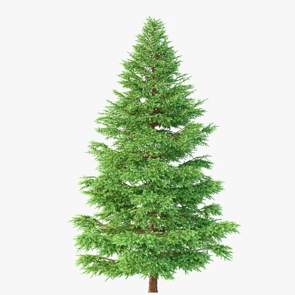 Tree spruce conifer 3D model - TurboSquid 1673237