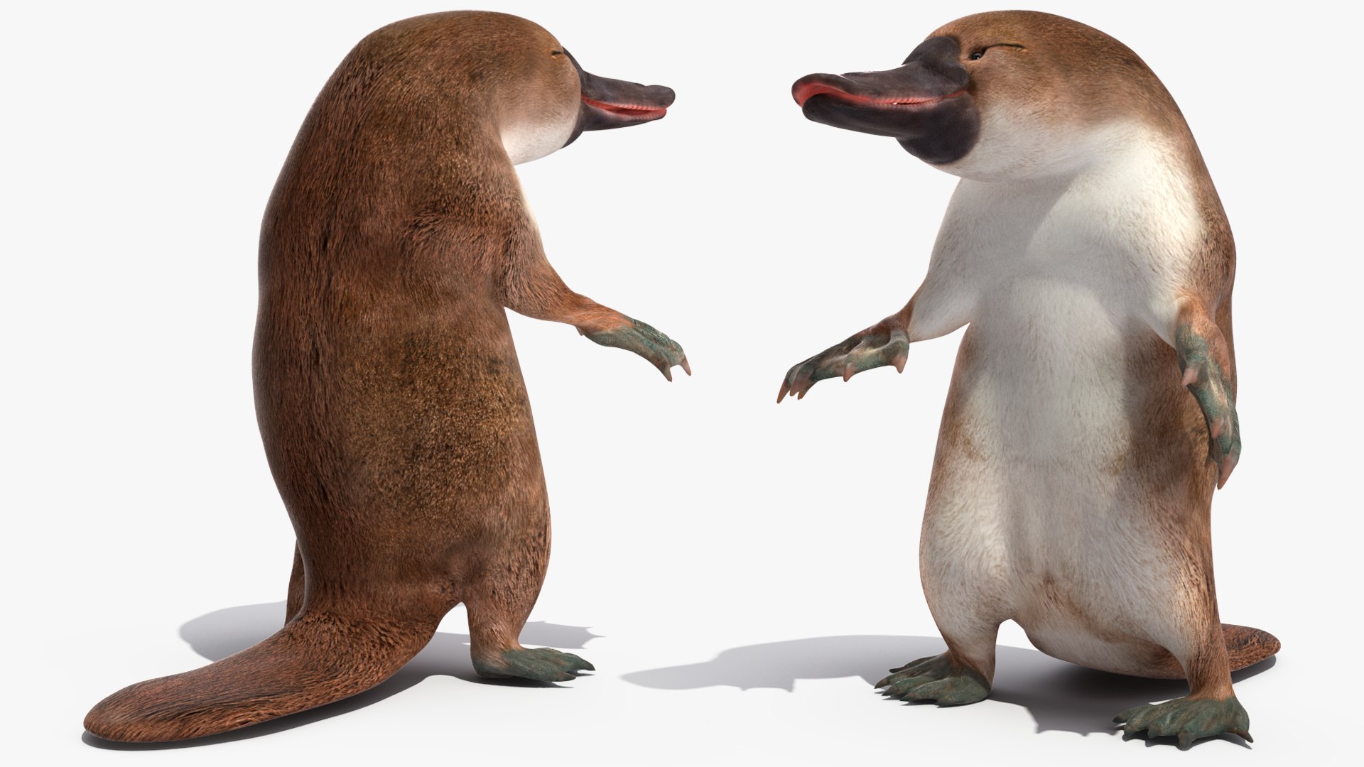 3D Standing Platypus https://p.turbosquid.com/ts-thumb/3Z/VdrMQS/0d/standingplatypusvray3dmodel007/jpg/1701195825/1920x1080/fit_q87/8f00129b66b8ab4cf6aec0d2f238786898aa99bc/standingplatypusvray3dmodel007.jpg