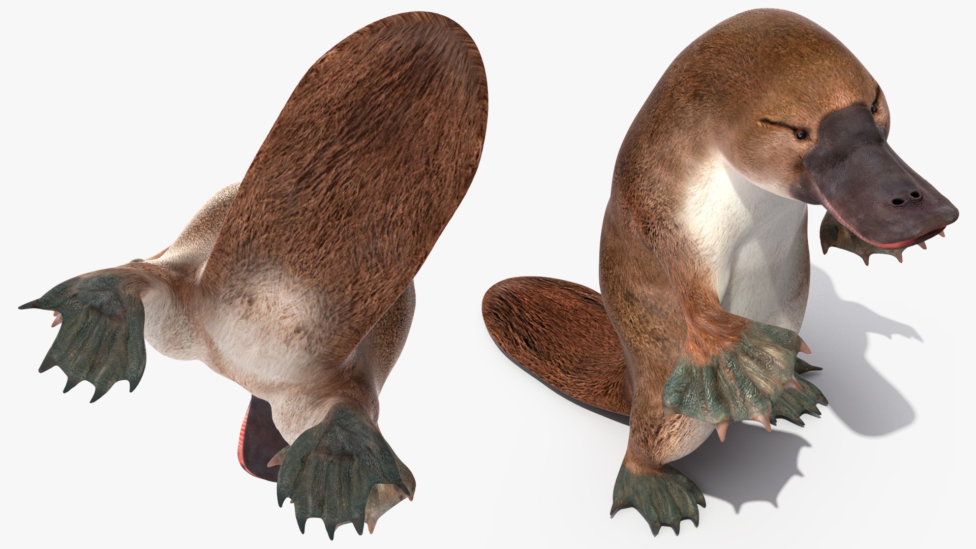 3D Standing Platypus https://p.turbosquid.com/ts-thumb/3Z/VdrMQS/1f/standingplatypusvray3dmodel008/jpg/1701195830/1920x1080/fit_q87/b6cefa1ad46313ec6e554246a6a6c4bd8a97cbdc/standingplatypusvray3dmodel008.jpg