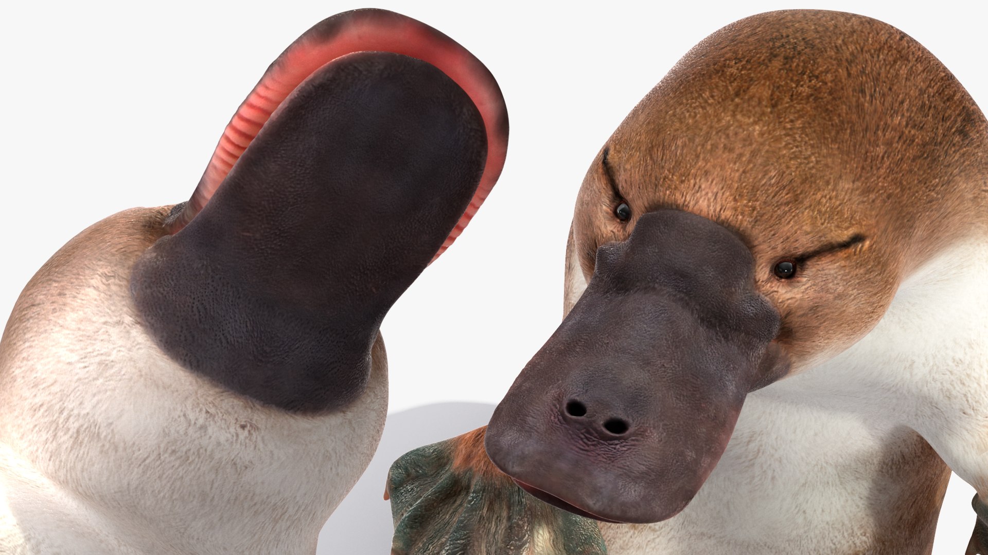 3D Standing Platypus https://p.turbosquid.com/ts-thumb/3Z/VdrMQS/8g/standingplatypusvray3dmodel014/jpg/1701195859/1920x1080/fit_q87/b6d7743691e94ff3d011225370afb3f110294527/standingplatypusvray3dmodel014.jpg