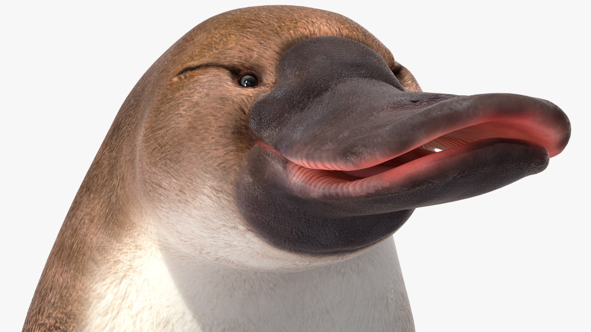 3D Standing Platypus https://p.turbosquid.com/ts-thumb/3Z/VdrMQS/jr/standingplatypusvray3dmodel010/jpg/1701195839/1920x1080/fit_q87/1140e88641ca1860c2996ce8c13aa1253e2090b4/standingplatypusvray3dmodel010.jpg