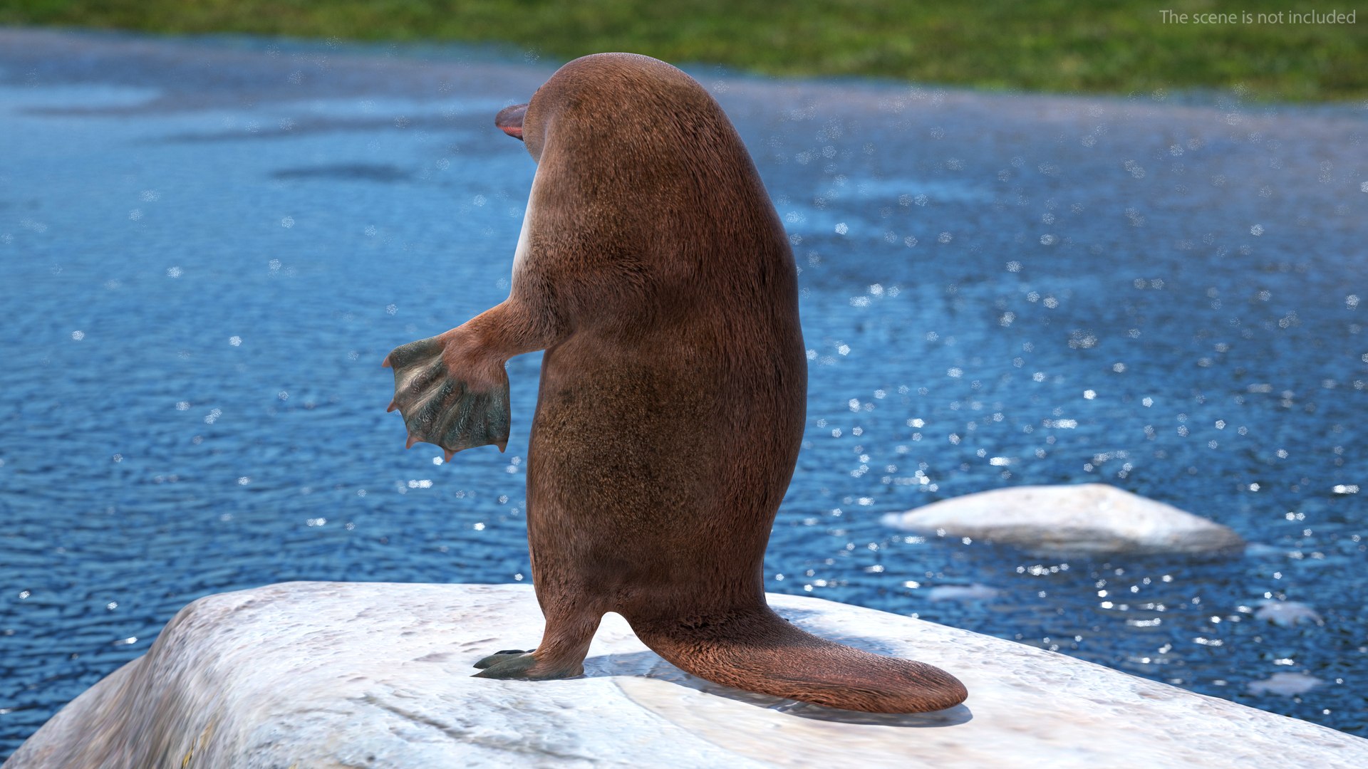 3D Standing Platypus https://p.turbosquid.com/ts-thumb/3Z/VdrMQS/mh/standingplatypusvray3dmodel004/jpg/1701195811/1920x1080/fit_q87/dbfeb6a7a3e0f3fb3ce3075413060c764fbc5003/standingplatypusvray3dmodel004.jpg
