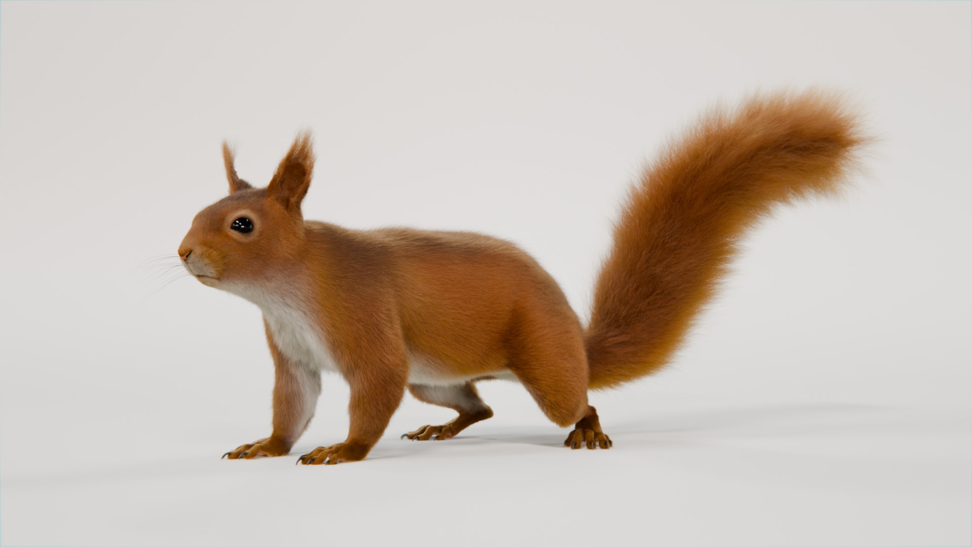 Red Squirrel Rigged 3D Model - TurboSquid 2418357