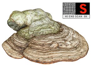 Bracket fungus 8K