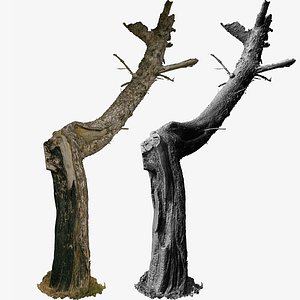 3D Burnt  Pine Charred Tree Trunk 8x4k 3x16k Textures RAW 3D Scan