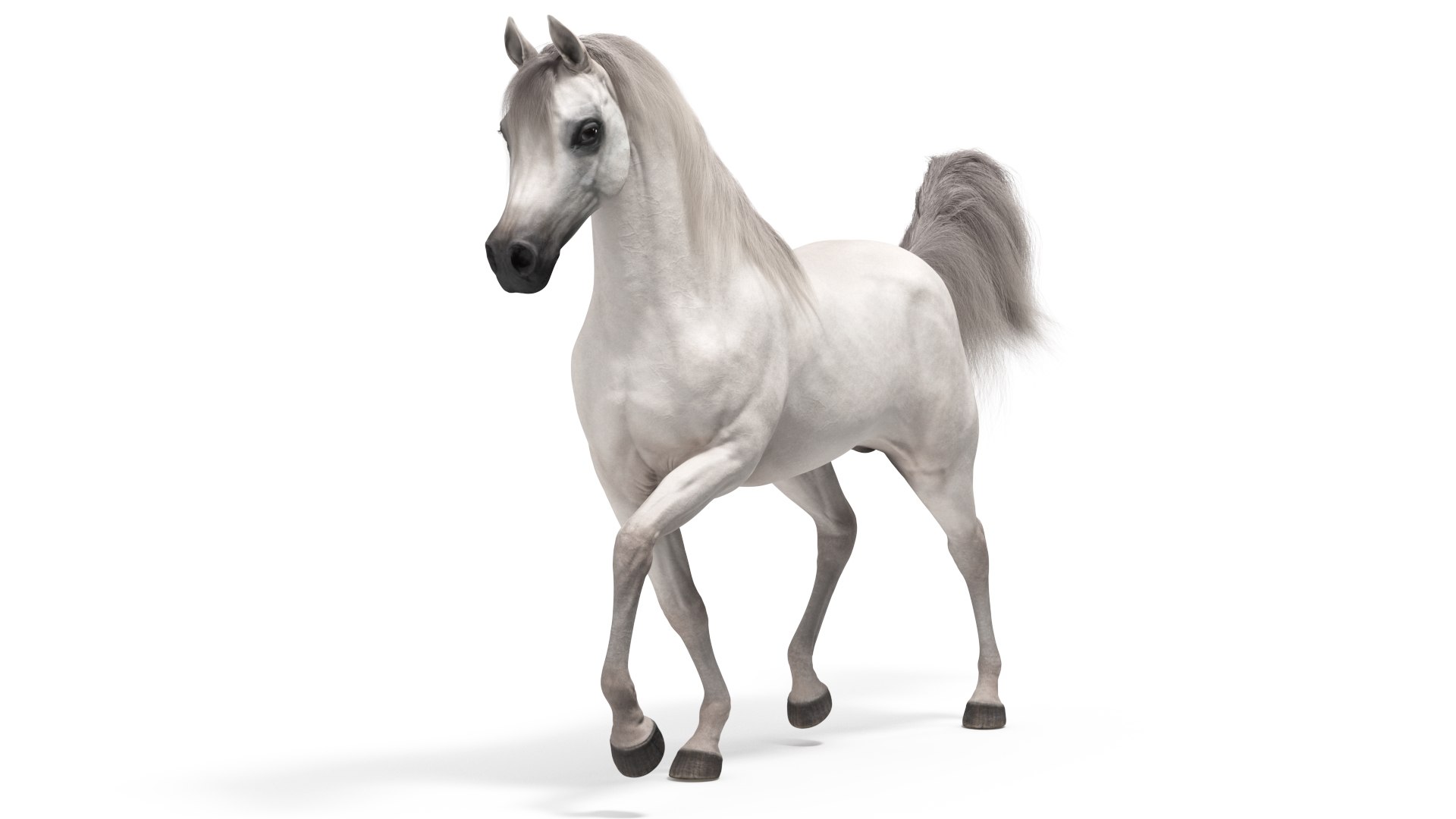 Walking Arabian Horse White Fur 3D model preview