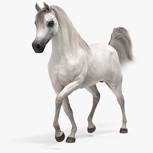 3D Walking Arabian Horse White Fur model
