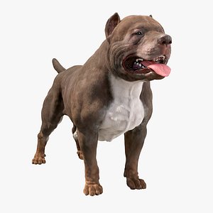 3D American pit bull terrier model