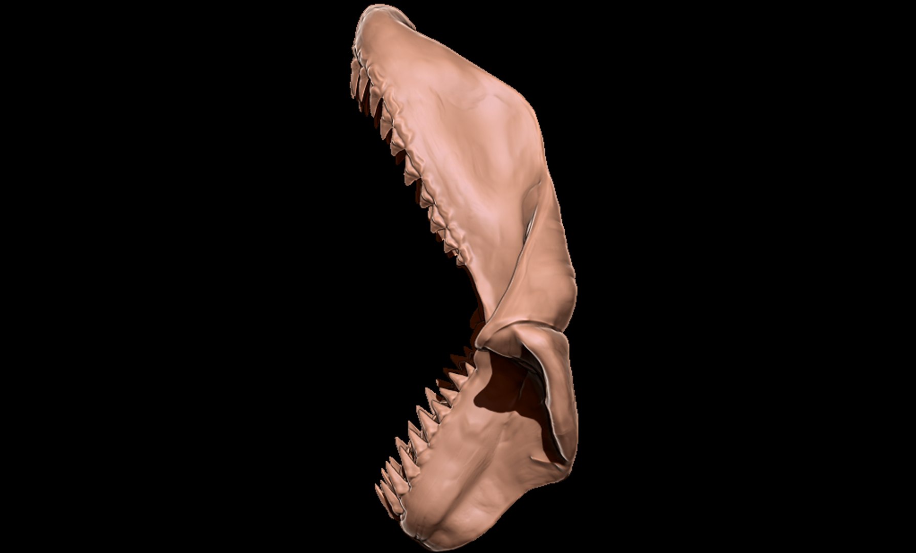Megalodon jaw 3D print model 3D https://p.turbosquid.com/ts-thumb/3Z/vAI4Wf/E3/megalodonjawmatcap3/png/1715979009/1920x1080/fit_q87/dbcf298252280a3bac10364f53557799436cf2c9/megalodonjawmatcap3.jpg