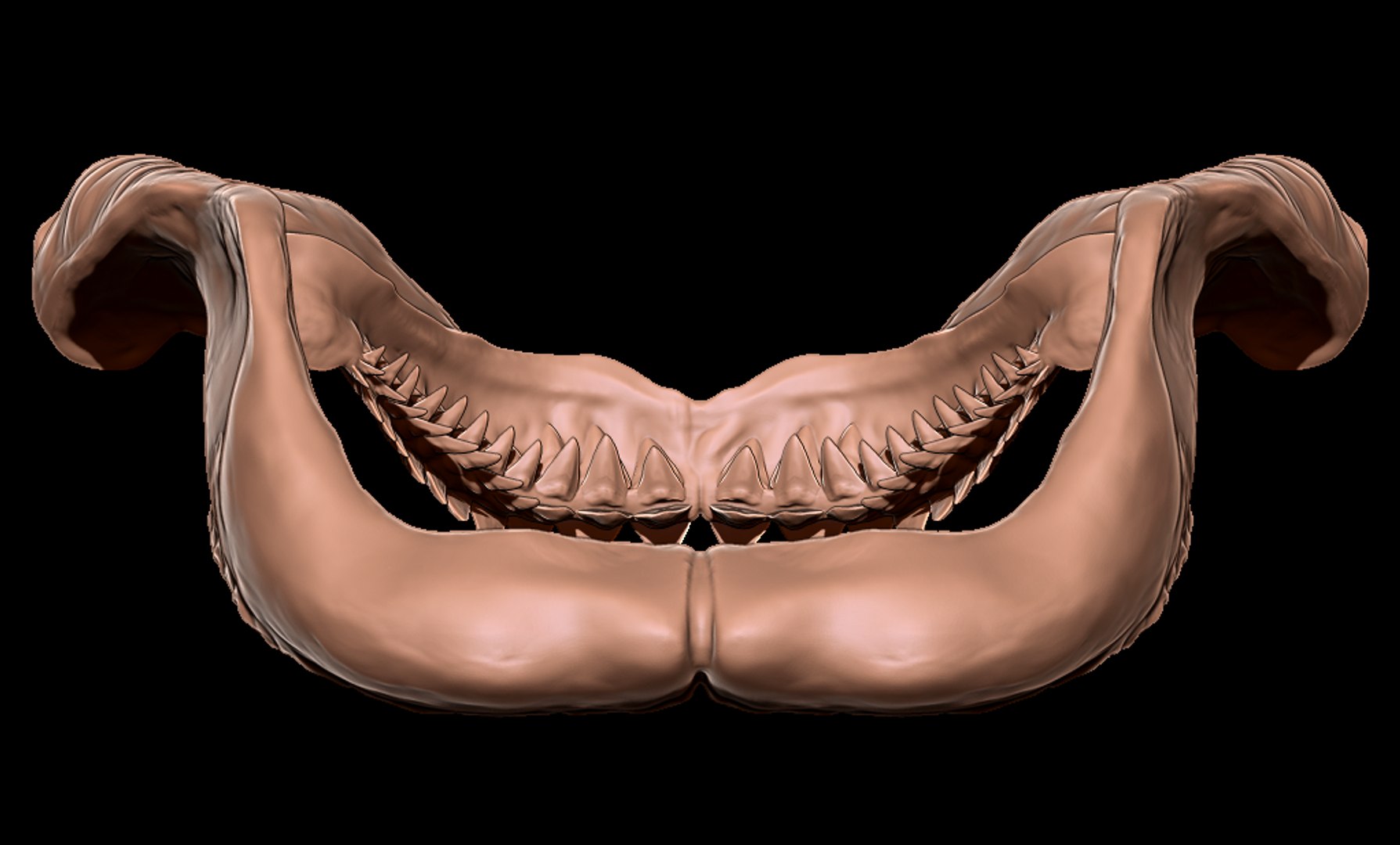 Megalodon jaw 3D print model 3D https://p.turbosquid.com/ts-thumb/3Z/vAI4Wf/EZ/megalodonjawmatcap6/png/1715979005/1920x1080/fit_q87/27199287b8662978b5b627a79c42e5a8fca5a93f/megalodonjawmatcap6.jpg