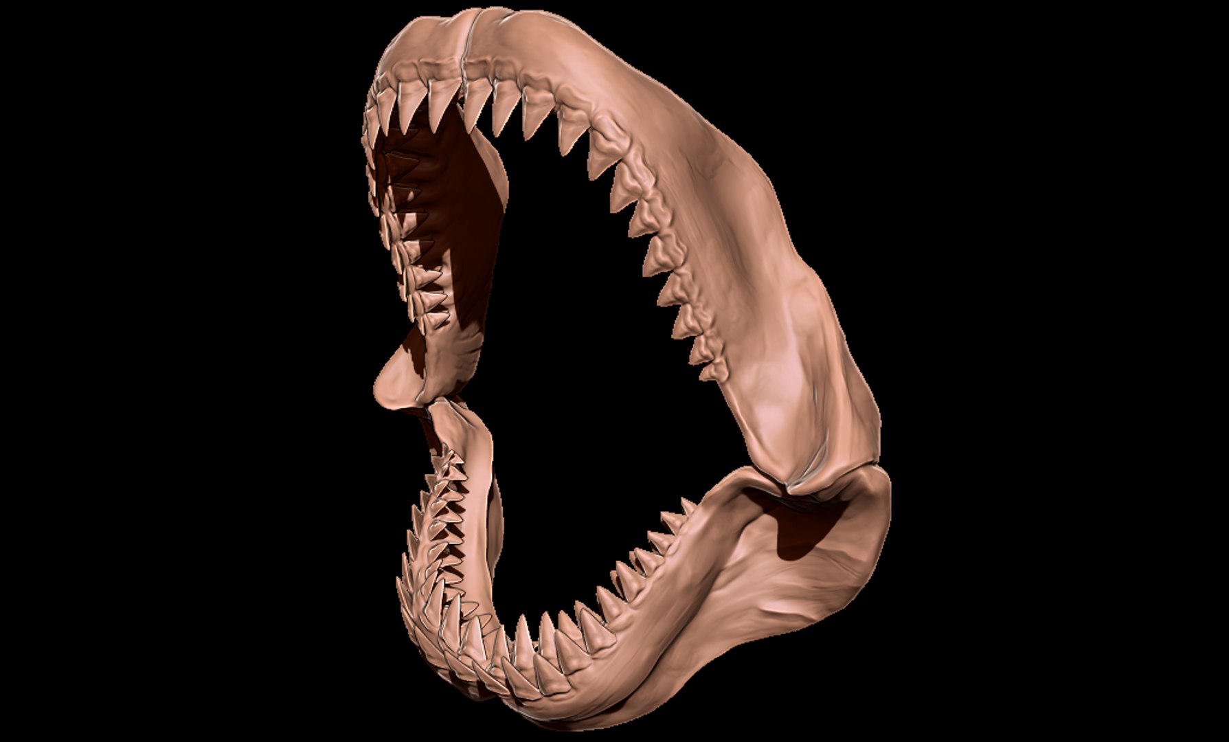 Megalodon jaw 3D print model 3D https://p.turbosquid.com/ts-thumb/3Z/vAI4Wf/HU/megalodonjawmatcap2/png/1715979008/1920x1080/fit_q87/dccc21b27c3e269d8d343894c5a53fd8c724ddc2/megalodonjawmatcap2.jpg