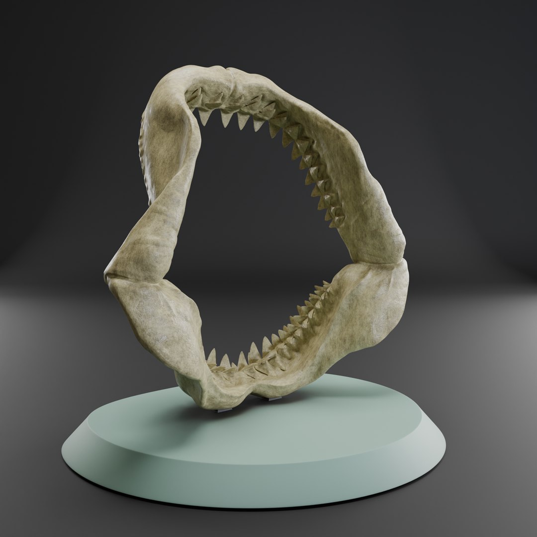 Megalodon jaw 3D print model 3D https://p.turbosquid.com/ts-thumb/3Z/vAI4Wf/dL/megalodonjaw4/png/1715979008/1920x1080/fit_q87/8bfb7a07946df1e86ddbf435cd3afbfe8566ed5e/megalodonjaw4.jpg