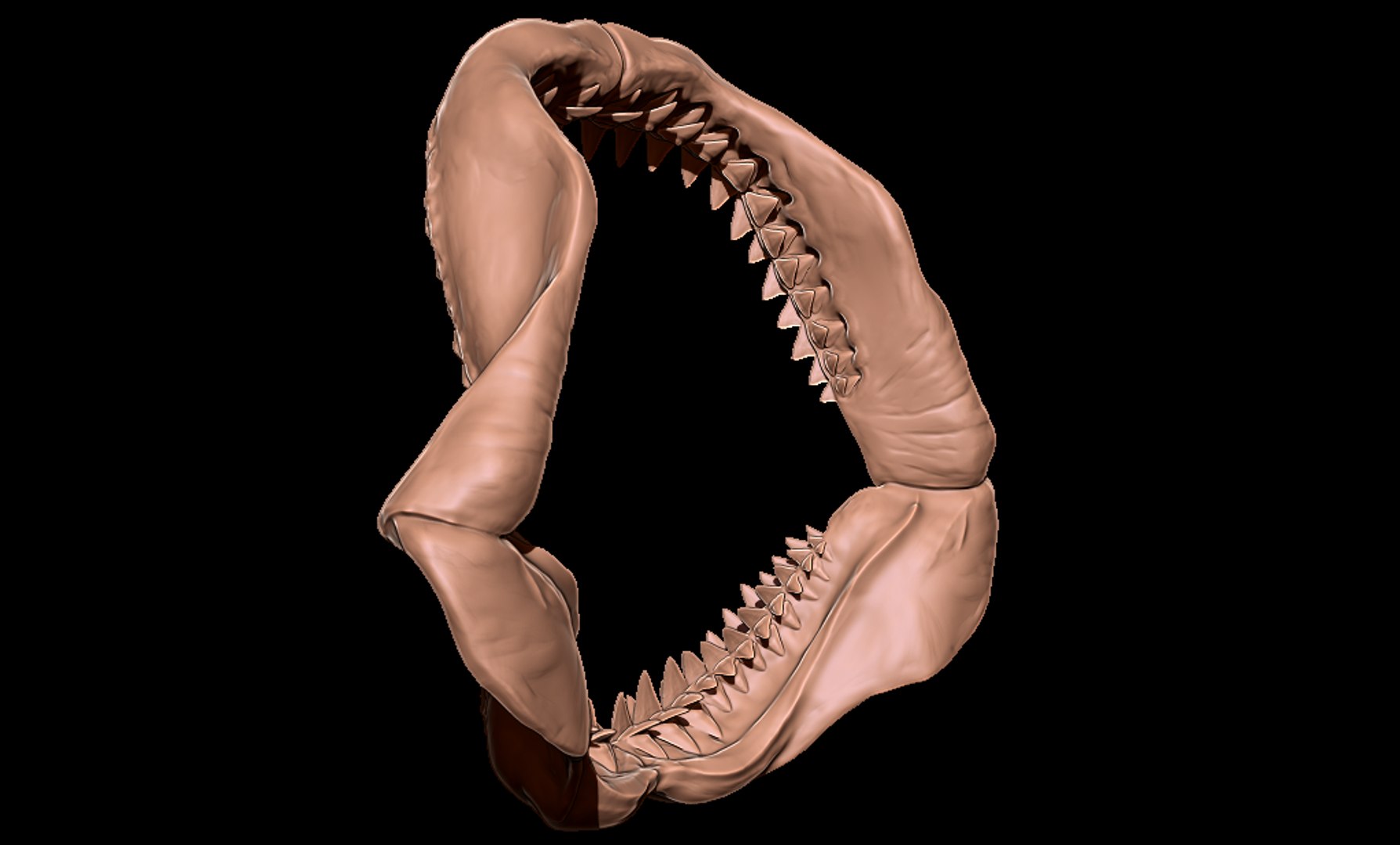 Megalodon jaw 3D print model 3D https://p.turbosquid.com/ts-thumb/3Z/vAI4Wf/ed/megalodonjawmatcap4/png/1715979004/1920x1080/fit_q87/686463cfa121b20c4a3939a3fc851a4f44765603/megalodonjawmatcap4.jpg