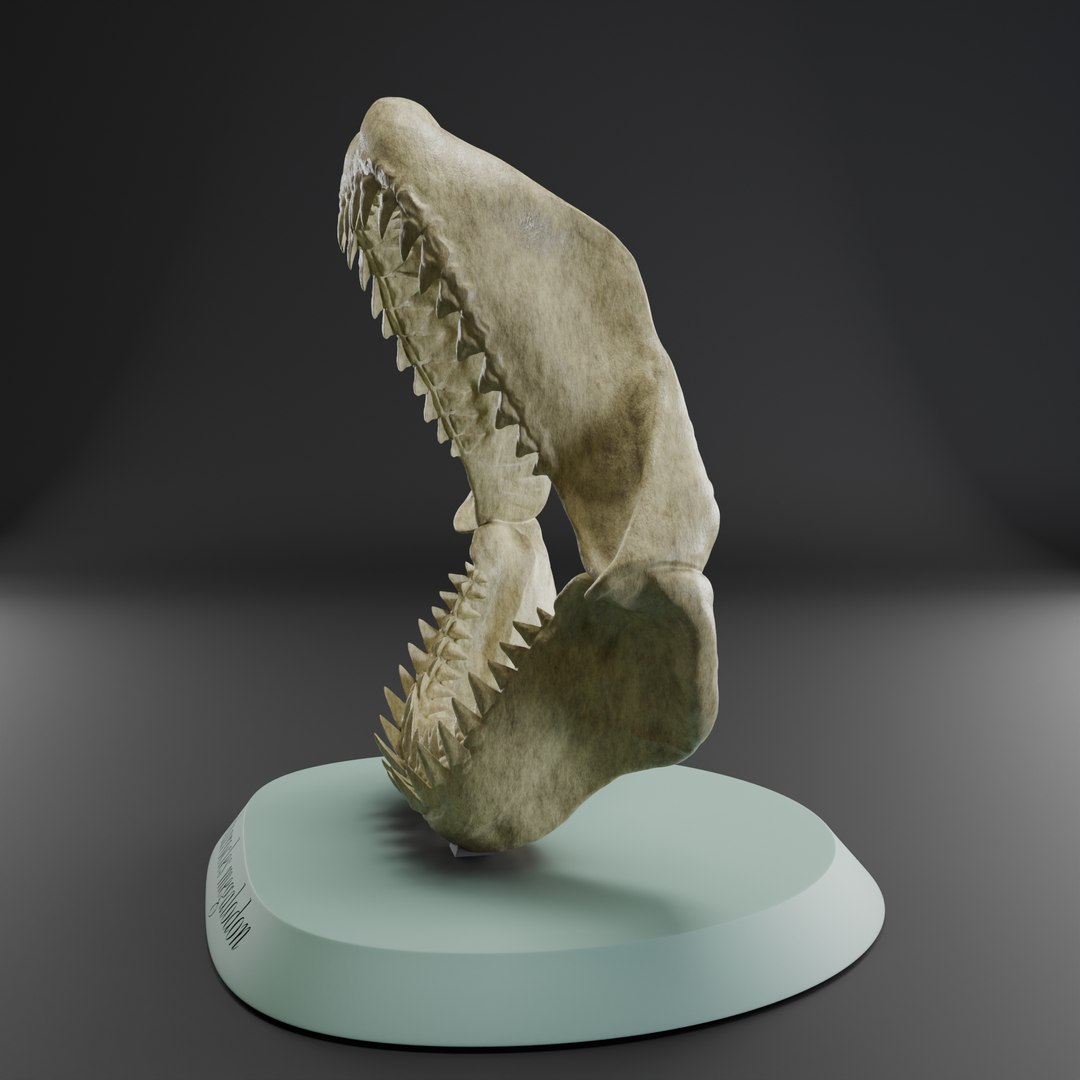 Megalodon jaw 3D print model 3D https://p.turbosquid.com/ts-thumb/3Z/vAI4Wf/fM/megalodonjaw3/png/1715979008/1920x1080/fit_q87/b6f1ff0f7140df200b7561457c9f2ac7363da4b8/megalodonjaw3.jpg