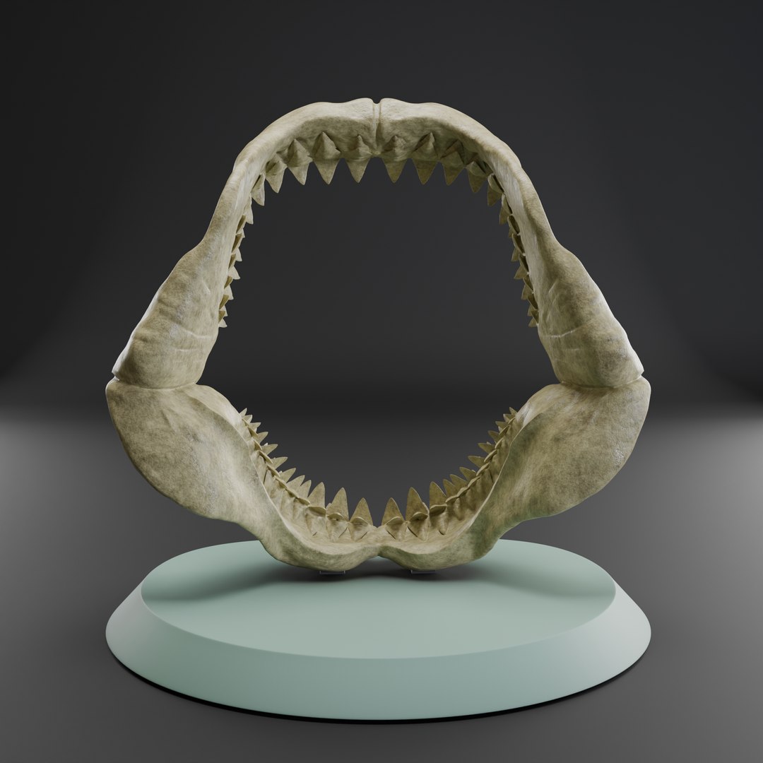 Megalodon jaw 3D print model 3D https://p.turbosquid.com/ts-thumb/3Z/vAI4Wf/h2/megalodonjaw5/png/1715979008/1920x1080/fit_q87/1c2bc0babd45309fbcb0409c479534c90a8605e5/megalodonjaw5.jpg