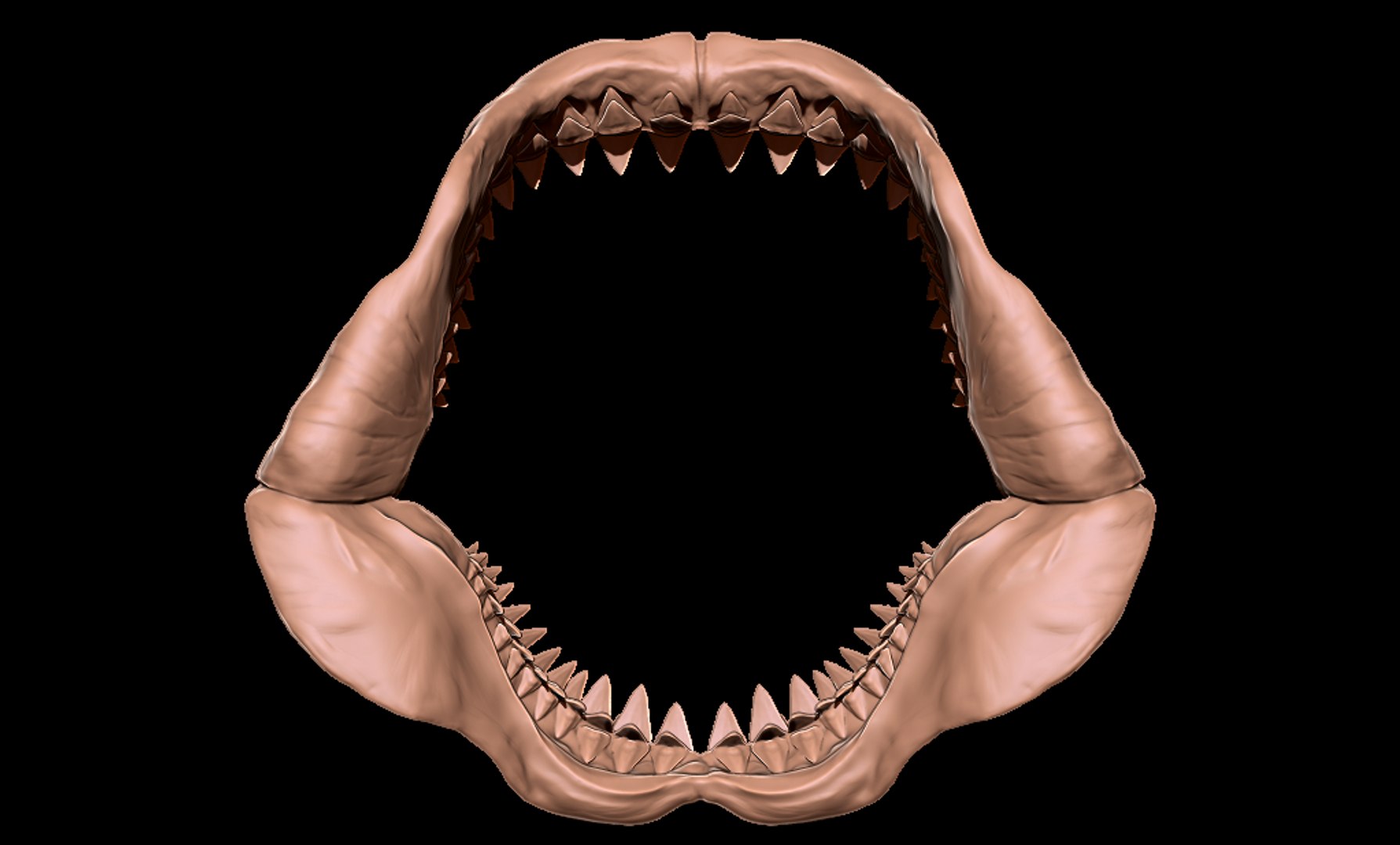 Megalodon jaw 3D print model 3D https://p.turbosquid.com/ts-thumb/3Z/vAI4Wf/vr/megalodonjawmatcap5/png/1715979004/1920x1080/fit_q87/0ef5e7e712e650e96aec3000ed3a801b525d7edd/megalodonjawmatcap5.jpg