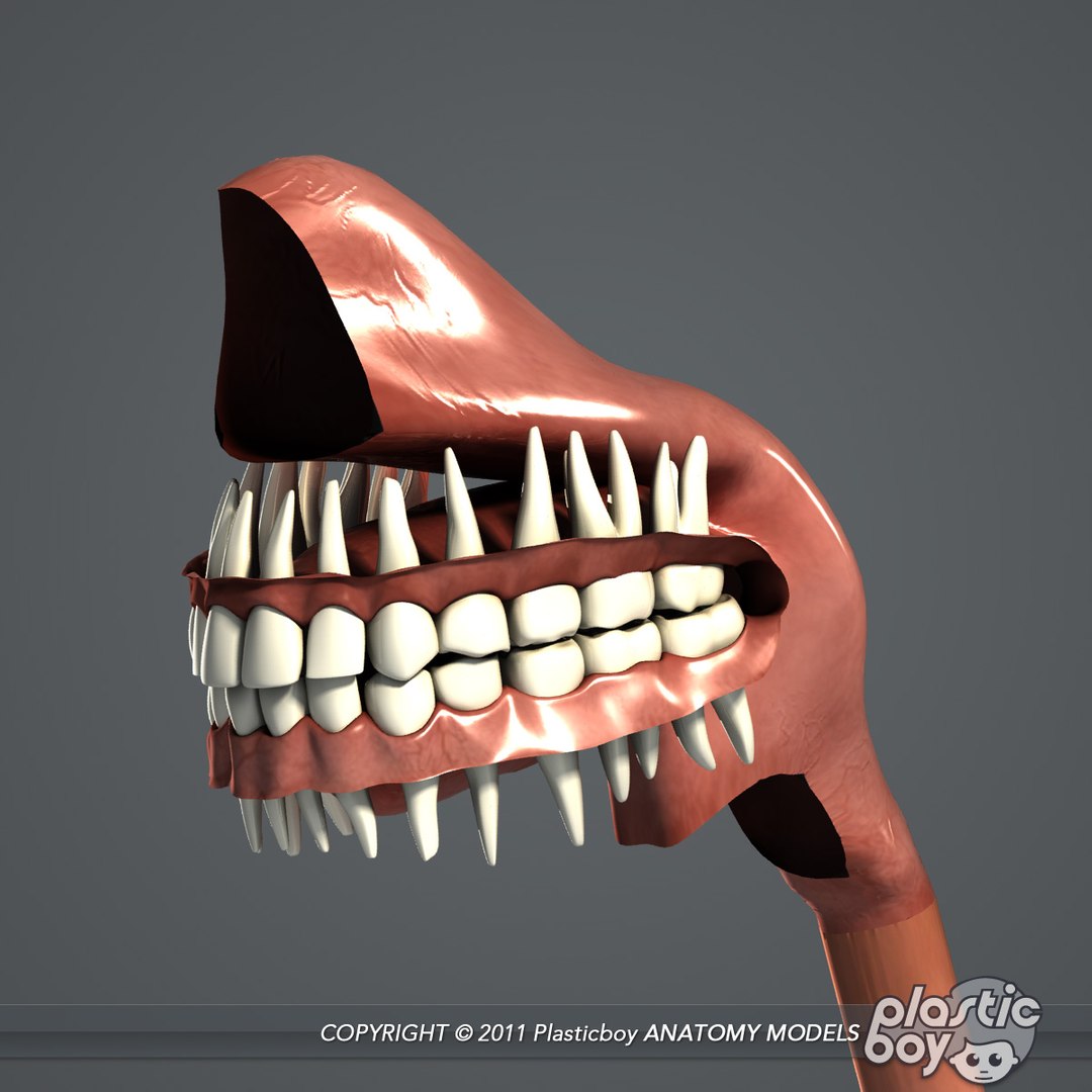 rigged male female anatomy c4d https://p.turbosquid.com/ts-thumb/3a/4Qmnh1/0Jg1LxwY/digestive_01b/jpg/1474393616/1920x1080/fit_q87/bf087245f2e97f1e8322fa6df4871b19cbf7a9e3/digestive_01b.jpg