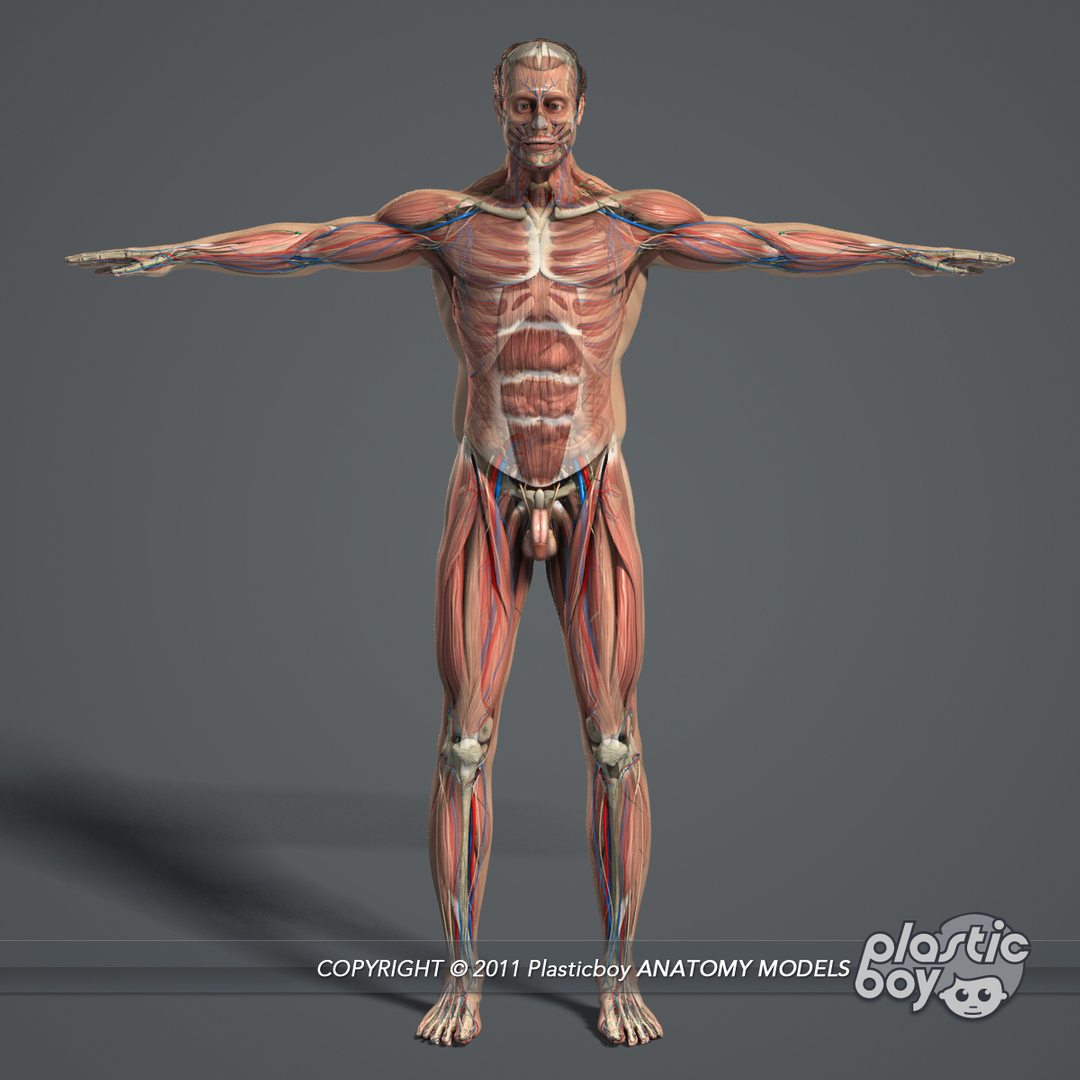 rigged male female anatomy c4d https://p.turbosquid.com/ts-thumb/3a/4Qmnh1/7qR8vUFQ/anatcomp/jpg/1474451445/1920x1080/turn_fit_q99/698d1f99fba108352f9666b534e27b8de2f5e91b/anatcomp-1.jpg