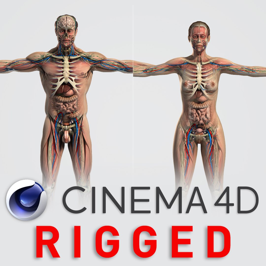 rigged male female anatomy c4d https://p.turbosquid.com/ts-thumb/3a/4Qmnh1/BcVXDs96/tsmalefemaleanatomyc4drigged/jpg/1519390847/1920x1080/fit_q87/9a81d2032ee5d166c42ac04b29a9c7458a34b2eb/tsmalefemaleanatomyc4drigged.jpg