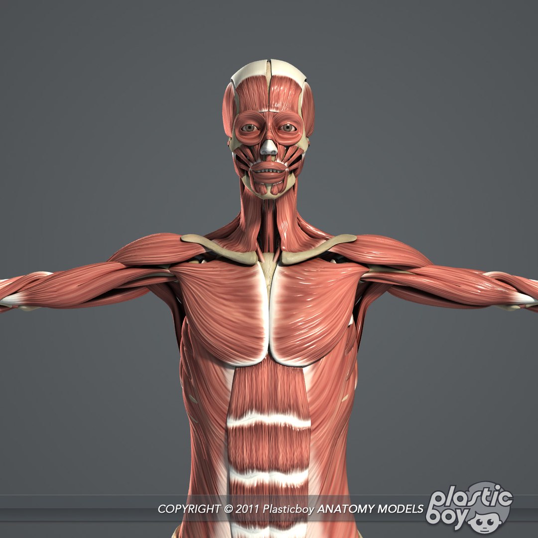 rigged male female anatomy c4d https://p.turbosquid.com/ts-thumb/3a/4Qmnh1/C0mmub0y/female_skeletal_muscles_02/jpg/1474393616/1920x1080/fit_q87/299318ac03605492f06e8ed6b10a6296228ad67b/female_skeletal_muscles_02.jpg
