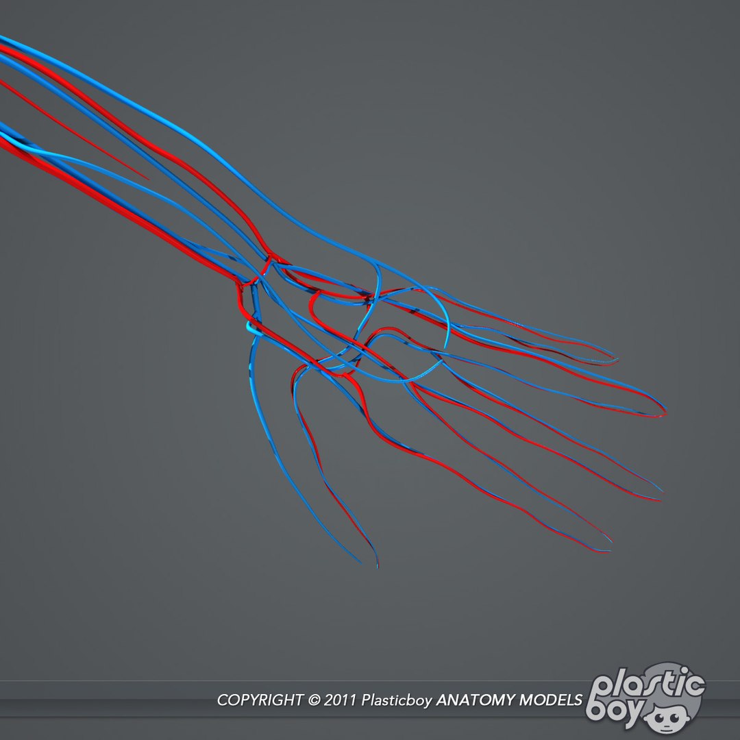 rigged male female anatomy c4d https://p.turbosquid.com/ts-thumb/3a/4Qmnh1/HQrnvlZ7/circulatory_07/jpg/1474393616/1920x1080/fit_q87/405d45c82bac01b78c919d3a0d6081877004d7b2/circulatory_07.jpg