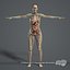 C4D男性と女性の生体構造V07