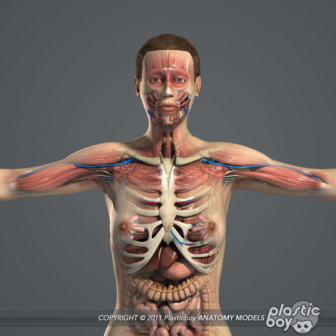 rigged male female anatomy c4d https://p.turbosquid.com/ts-thumb/3a/4Qmnh1/P6giwlgm/female_anatomy_complete_02/jpg/1474393616/1920x1080/fit_q87/7a64e21752a85cbcd9e056617cfb82e5189a2768/female_anatomy_complete_02.jpg