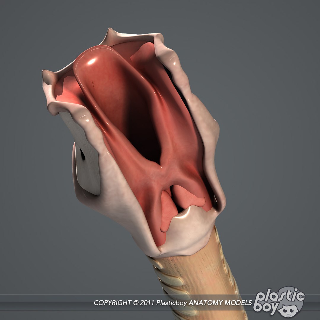 rigged male female anatomy c4d https://p.turbosquid.com/ts-thumb/3a/4Qmnh1/WurK6z9Q/larynx_06/jpg/1474393617/1920x1080/fit_q87/9c3e924413aec7f83cfd1e3eaae25d278add3bb6/larynx_06.jpg